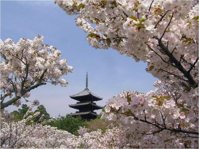 Primăvara In Japonia