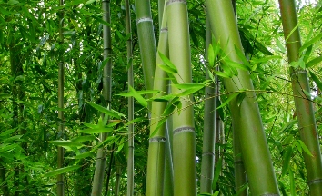 Bambusul multifuncţional