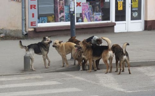 Valeriu Zgonea va solicita urgentarea dezbaterii proiectului de lege privind câinii fără stăpân